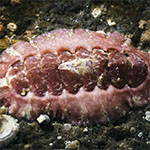 Chiton 15